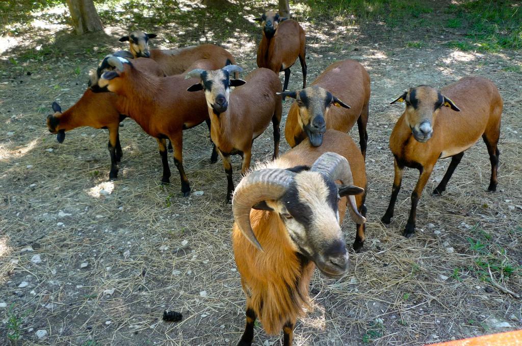 Le Mas De La Chouette Saint-Rémy-de-Provence Екстериор снимка